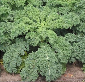 recette-grandkale