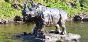 Dodder Rhino. Secret Dublin.