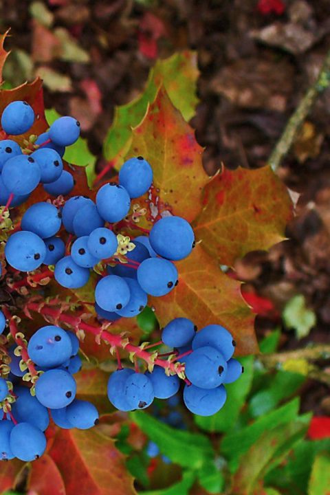 Mahonie - Mahonia aquifolium