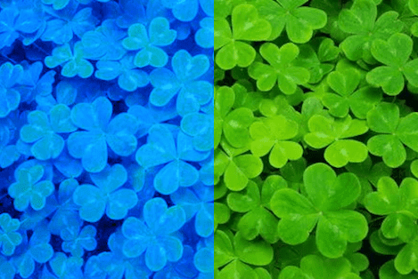 La Saint Patrick vert ou bleu  ? 
