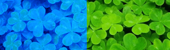Saint Patrick bleu ou vert ? Des trèfles vert et des Trèfles bleus