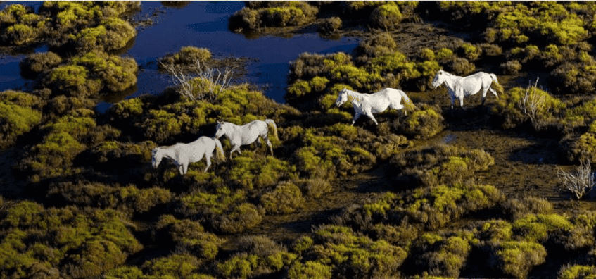 4-chevaux-blancs-en-Camargue©-Office-de-Tourisme-d'Arles.Camargue